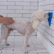 강아지 목욕 도우미 기분좋개 씻겨줄개